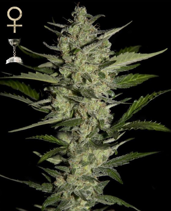 Odrůda Flowerbomb Kush od seedbanky Strain Hunters; zdroj: forums.strainhunters.com